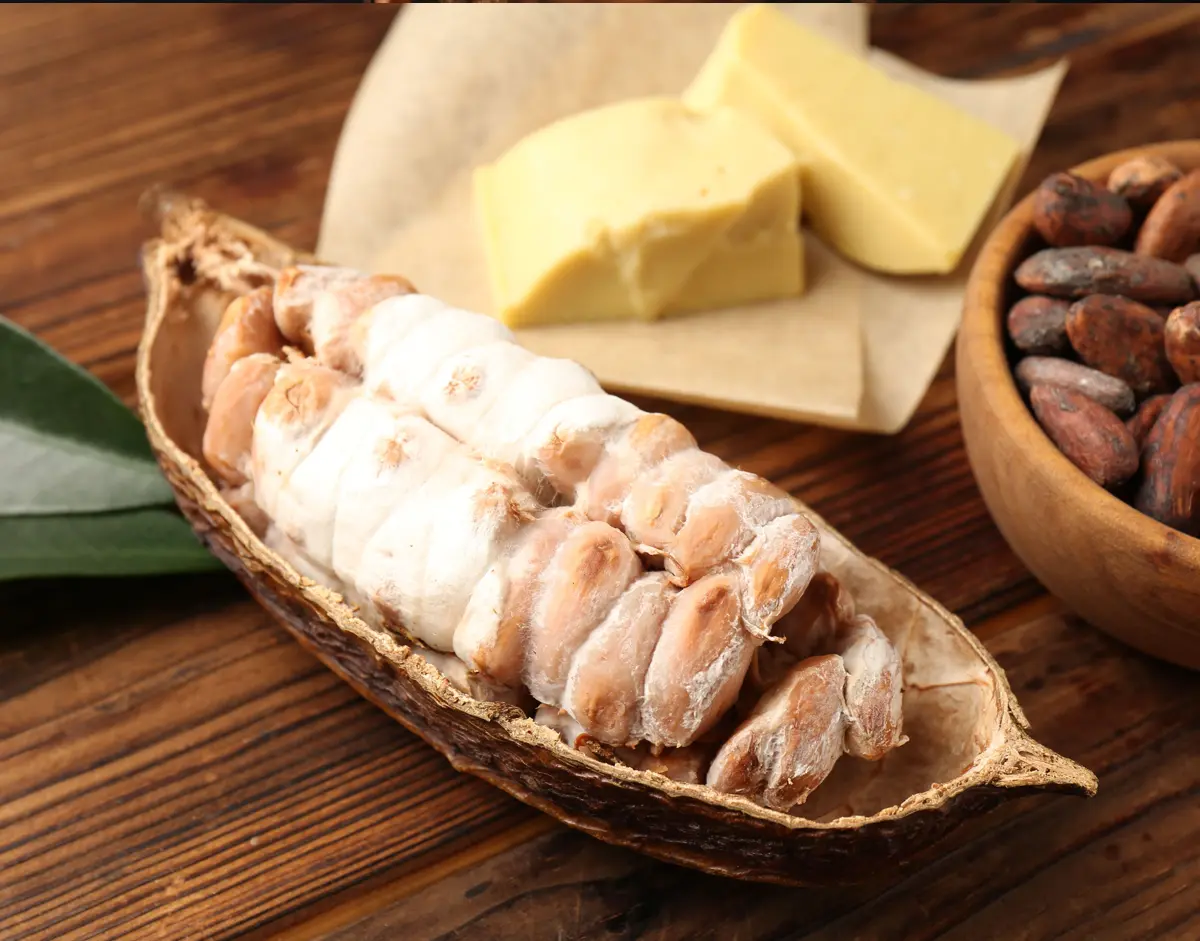 cocoa butter press cocoa beans